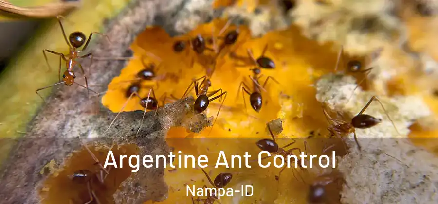  Argentine Ant Control Nampa-ID