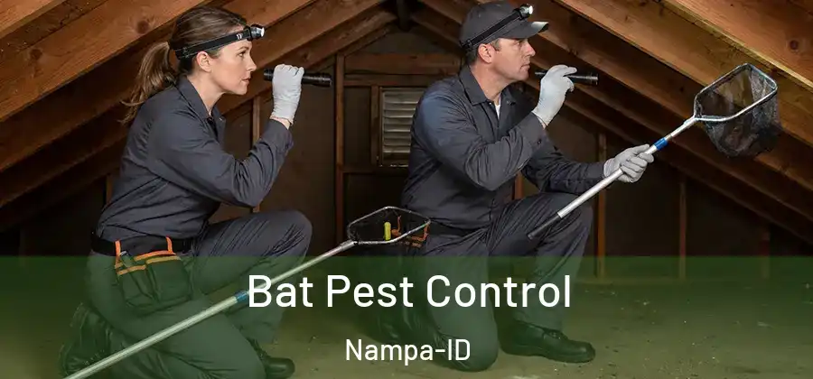  Bat Pest Control Nampa-ID