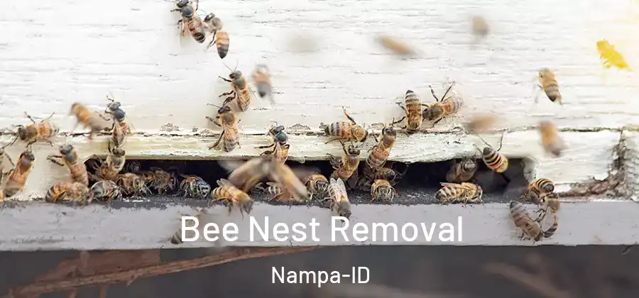  Bee Nest Removal Nampa-ID