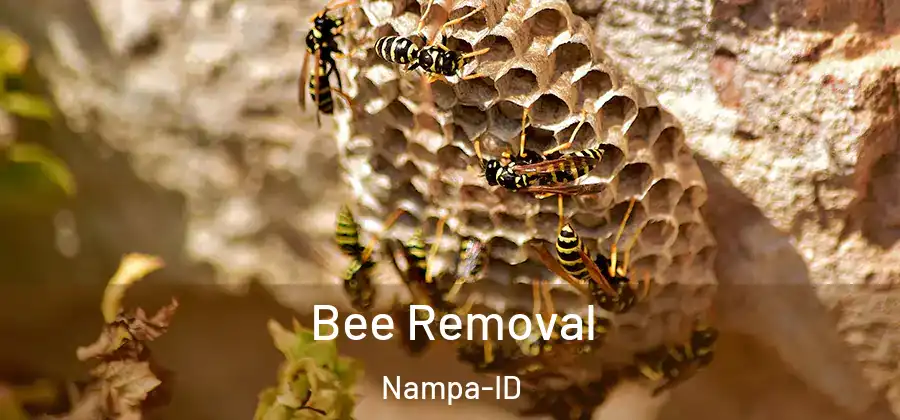  Bee Removal Nampa-ID