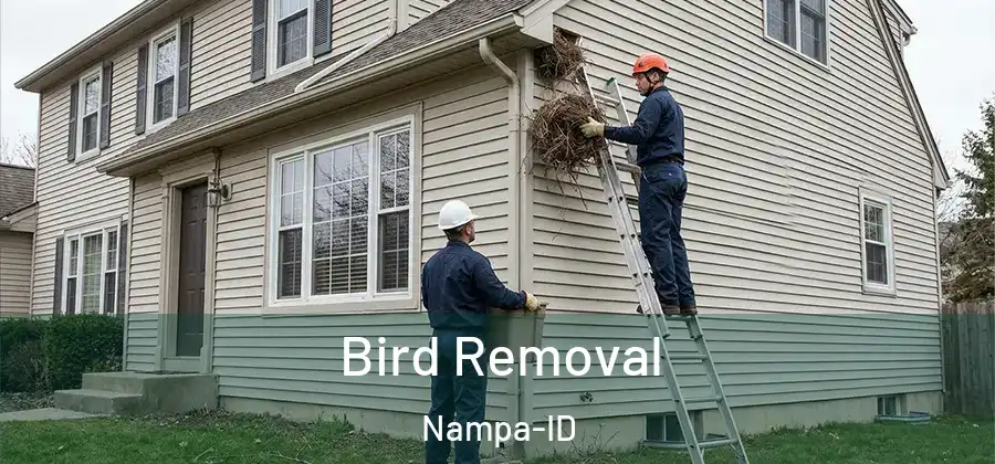 Bird Removal Nampa-ID