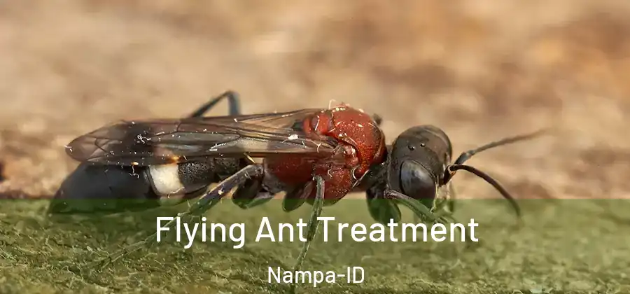 Flying Ant Treatment Nampa-ID