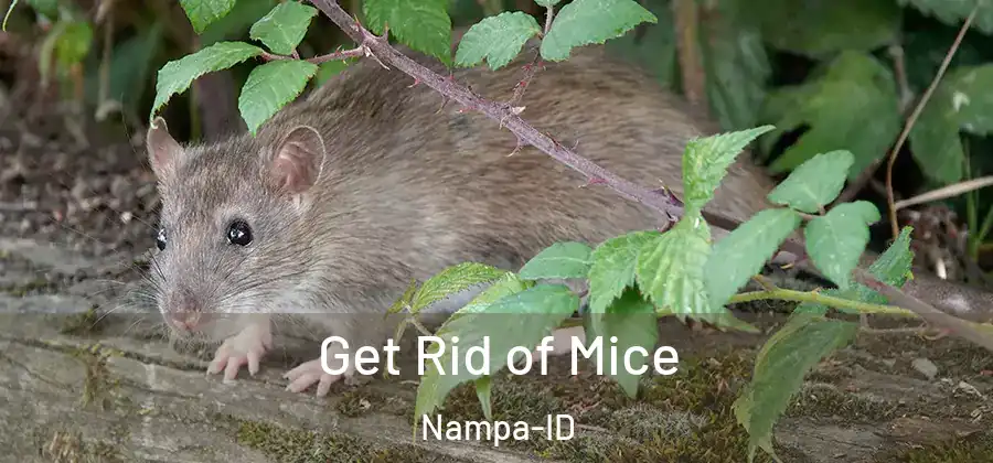 Get Rid of Mice Nampa-ID