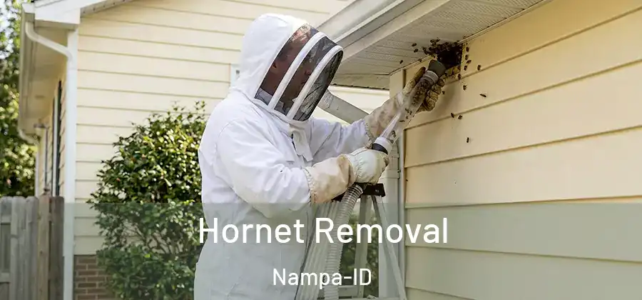  Hornet Removal Nampa-ID