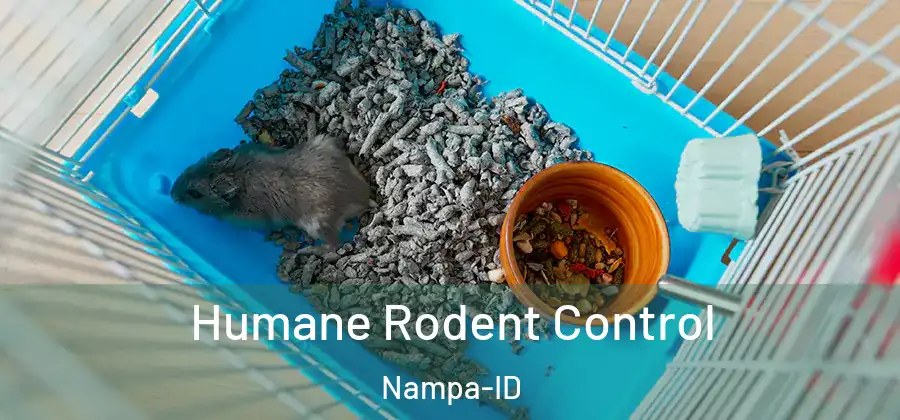 Humane Rodent Control Nampa-ID