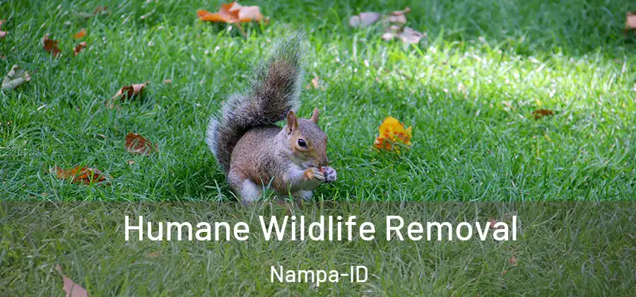 Humane Wildlife Removal Nampa-ID