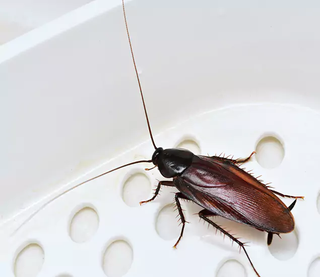 Trusted Cockroach Exterminator: Your Roach Control Services in Nampa, ID