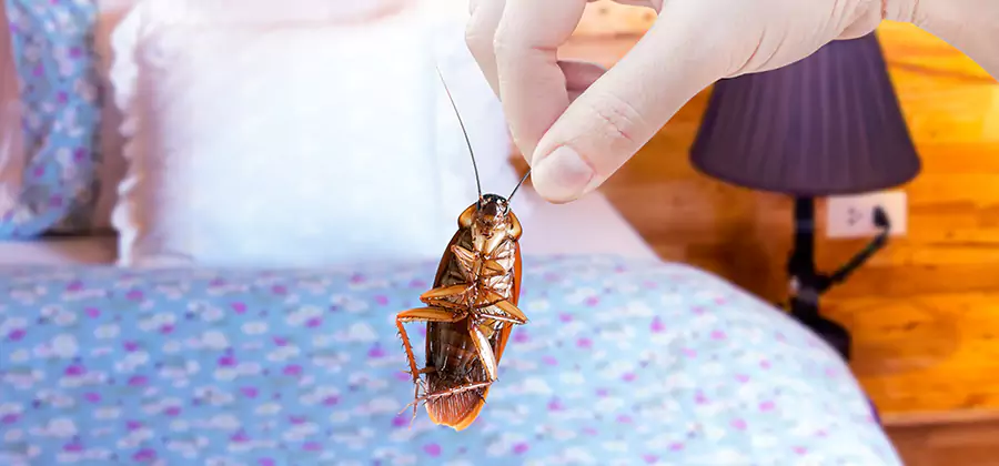 Fast Roach Elimination in Nampa