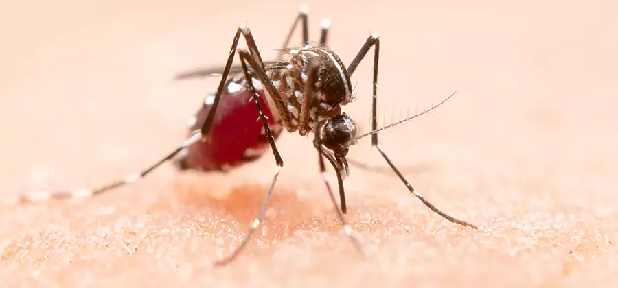Indoor Mosquito Killer and Interior Control in Nampa
