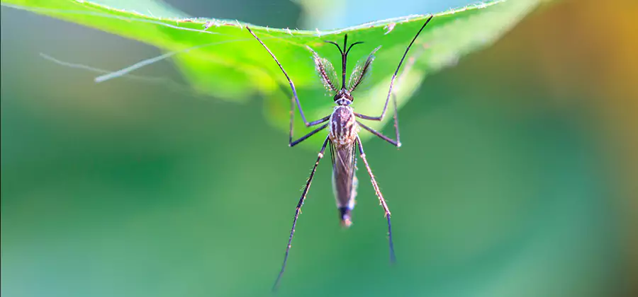 Pest and Mosquito Control for Yard and Patio in Nampa