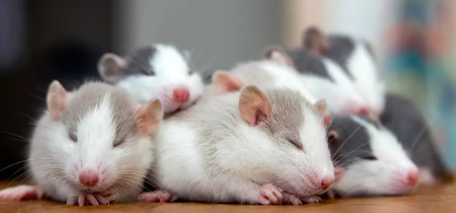 Rat Infestation Exclusion Service in Nampa