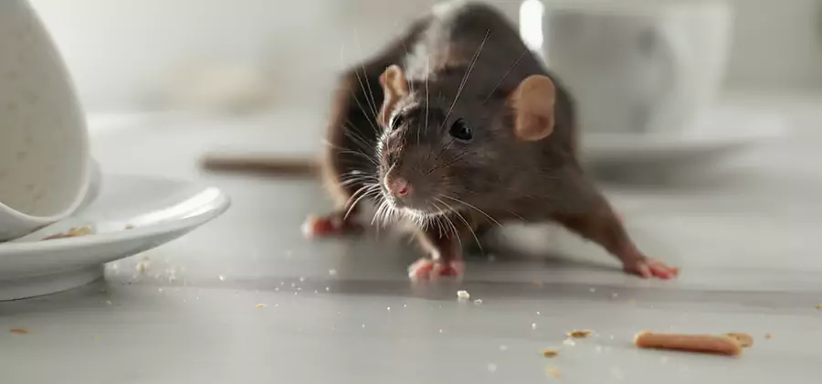 Attic Rat Exclusion Service in Nampa