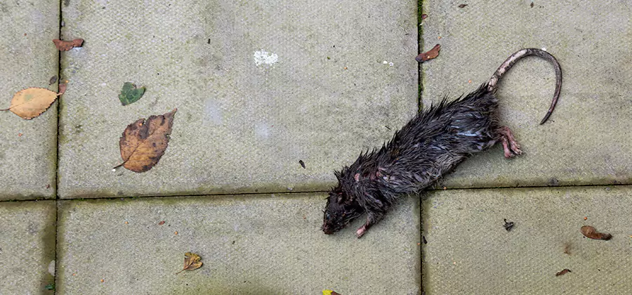 Rodent inspection service in Nampa