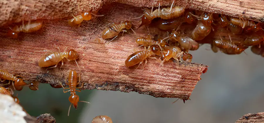 Perimeter Soil Termite Treatment in Nampa