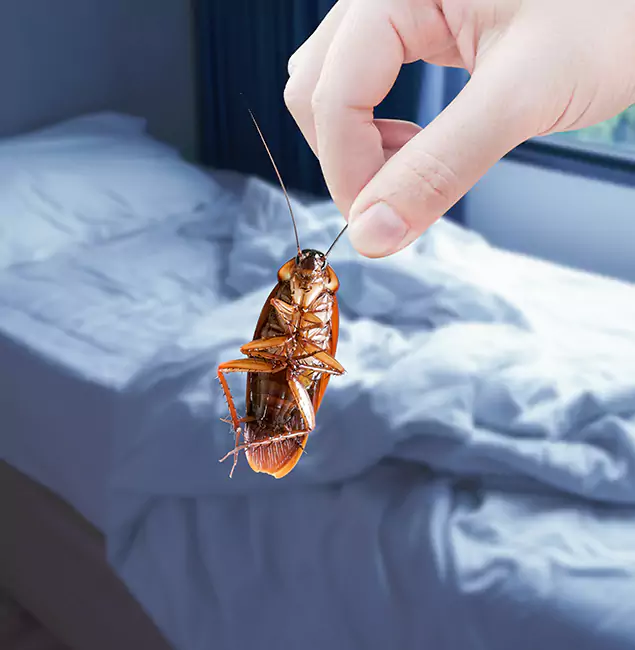 Why Choose Nampa Pest Control Pro for Bed Bug Extermination in Nampa, ID?