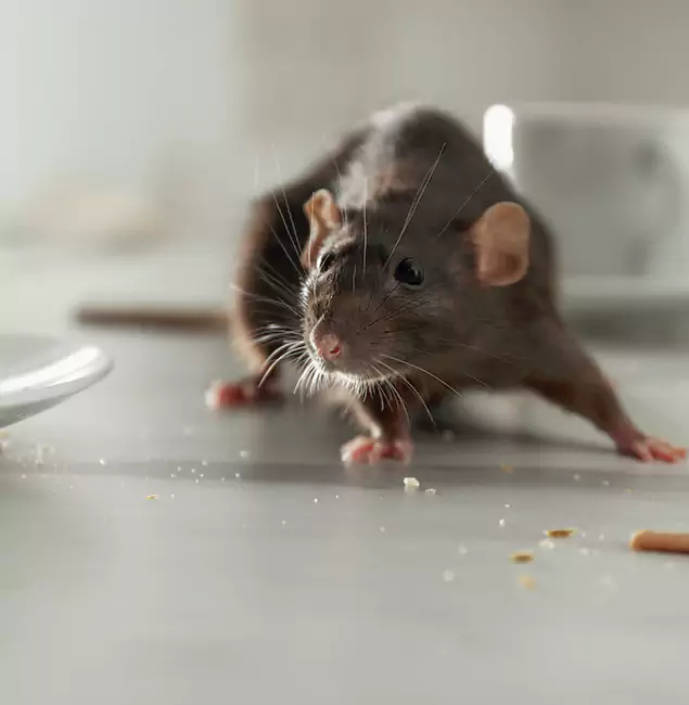 Why Nampa Homeowners Choose Nampa Pest Control Pro for Mice Control?
