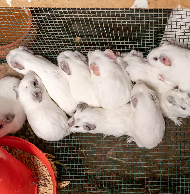 Why Choose Nampa Pest Control Pro for Rat Infestation in Nampa, ID?