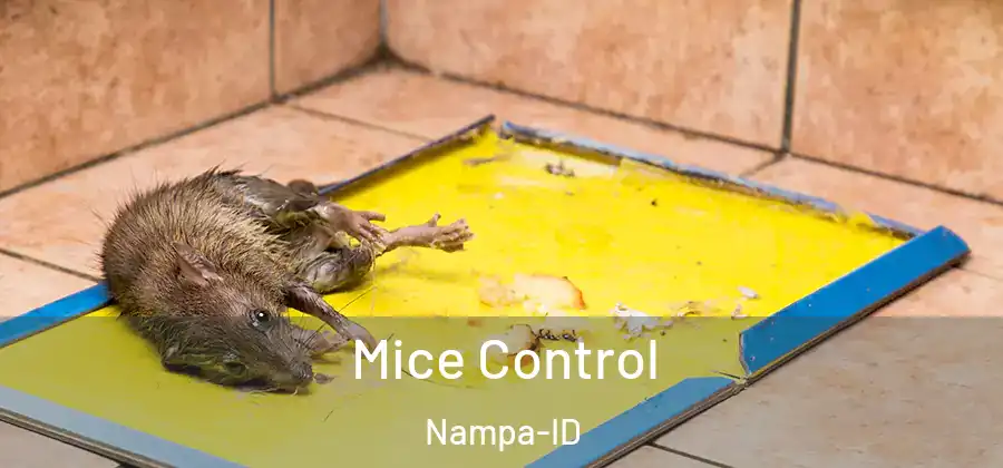 Mice Control Nampa-ID