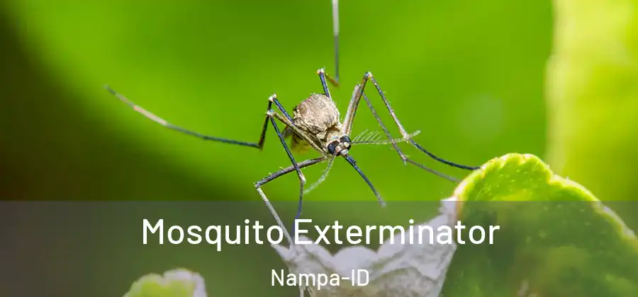  Mosquito Exterminator Nampa-ID