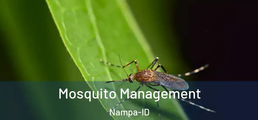 Mosquito Management Nampa-ID