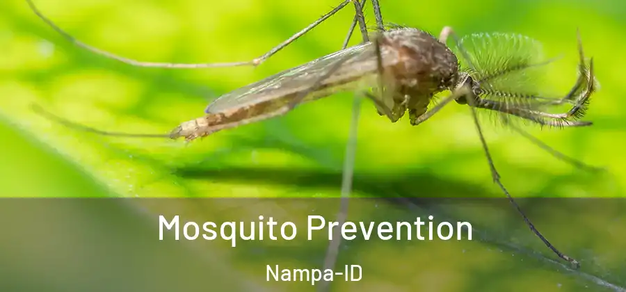  Mosquito Prevention Nampa-ID
