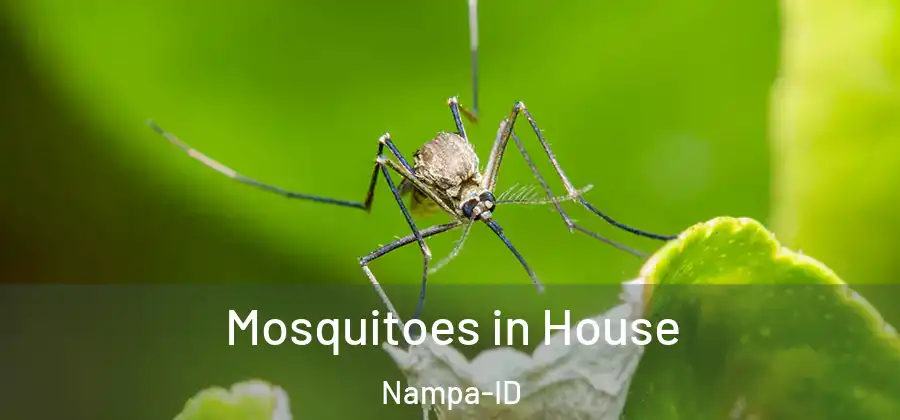 Mosquitoes in House Nampa-ID