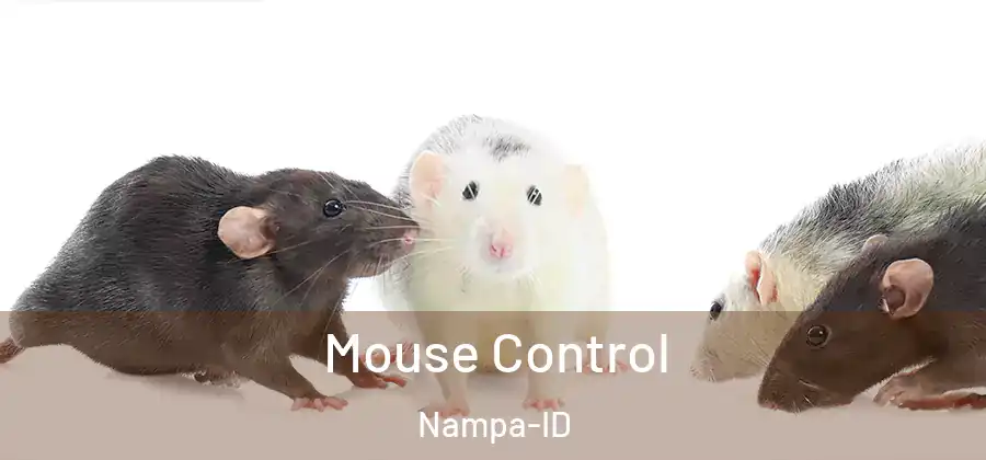 Mouse Control Nampa-ID