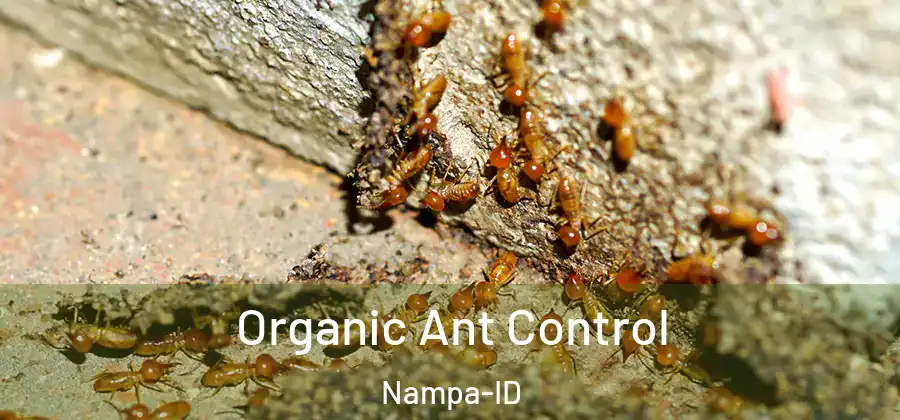 Organic Ant Control Nampa-ID