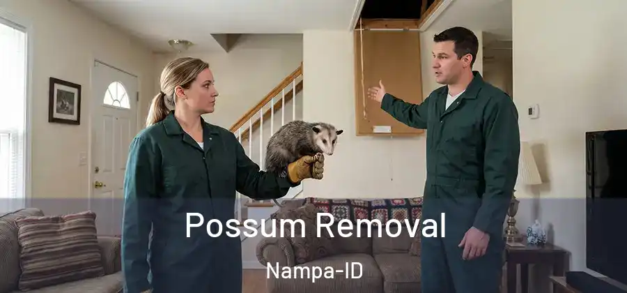  Possum Removal Nampa-ID