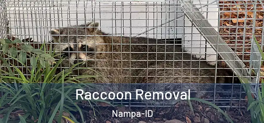  Raccoon Removal Nampa-ID