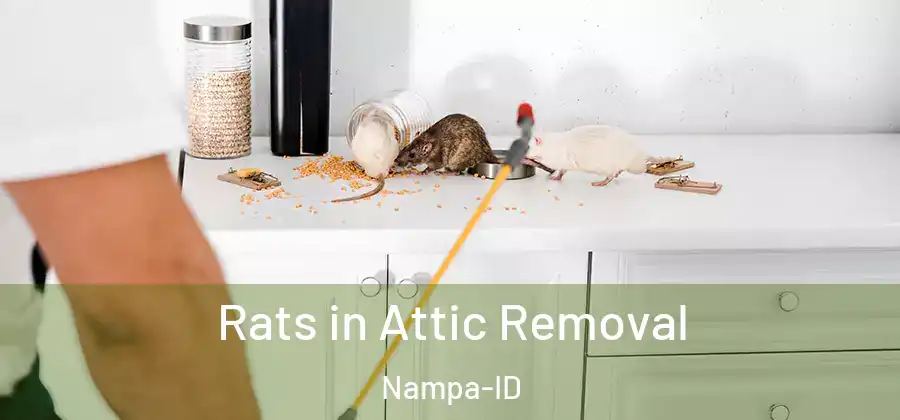  Rats in Attic Removal Nampa-ID