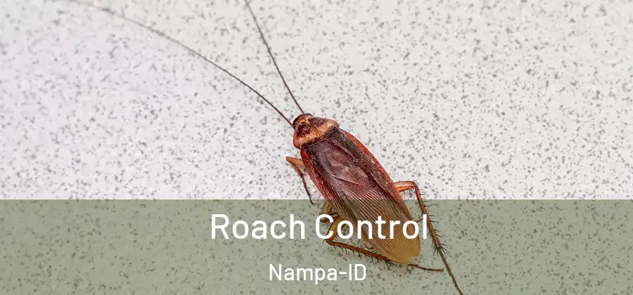 Roach Control Nampa-ID