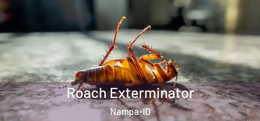  Roach Exterminator Nampa-ID