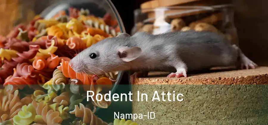 Rodent In Attic Nampa-ID