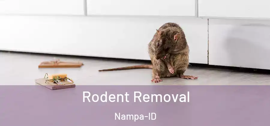 Rodent Removal Nampa-ID