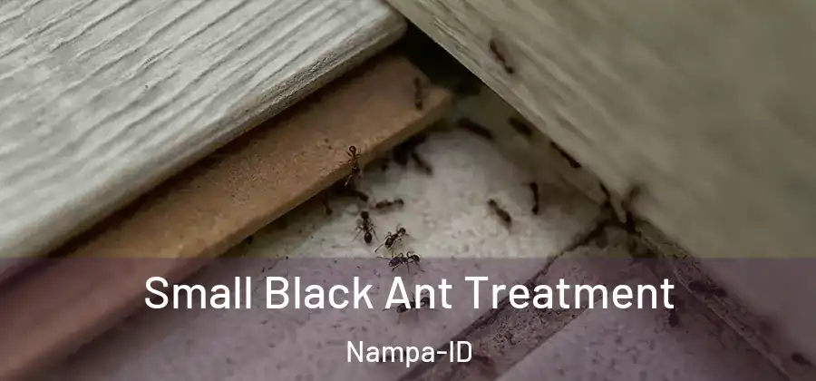  Small Black Ant Treatment Nampa-ID