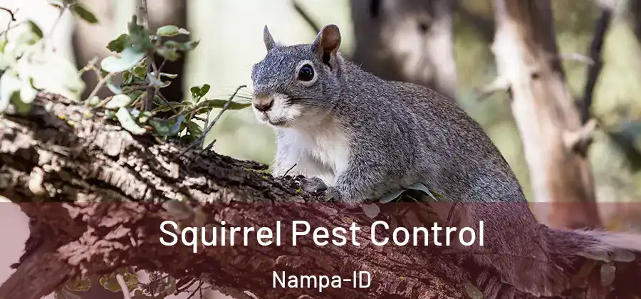  Squirrel Pest Control Nampa-ID