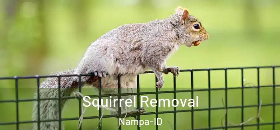  Squirrel Removal Nampa-ID