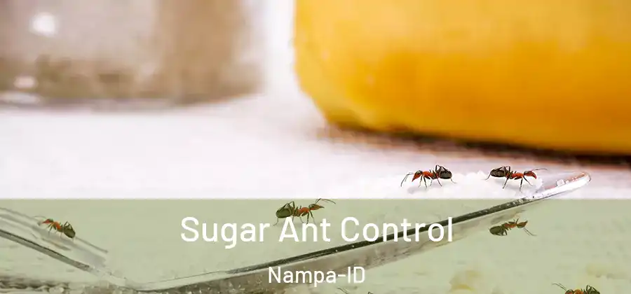 Sugar Ant Control Nampa-ID