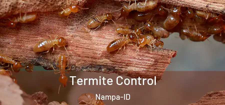 Termite Control Nampa-ID