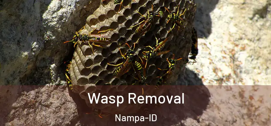 Wasp Removal Nampa-ID