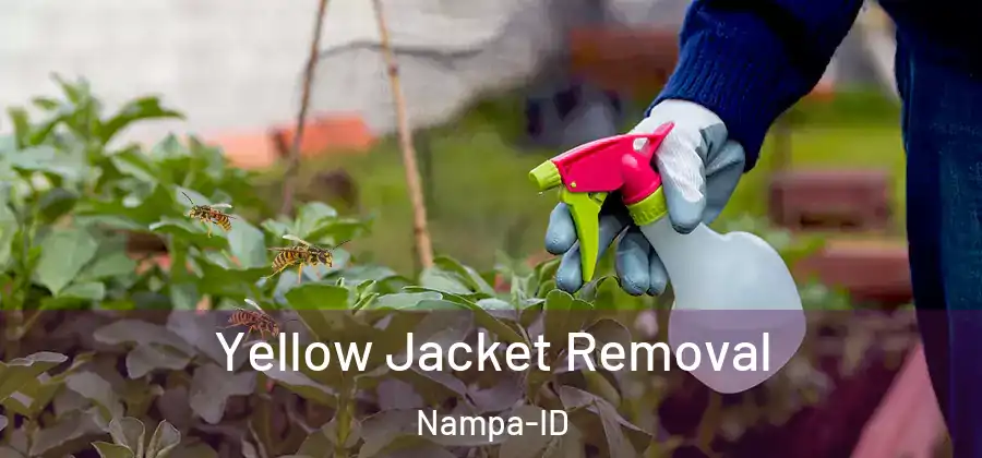 Yellow Jacket Removal Nampa-ID